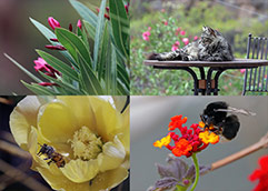 Foto Garten Natur Flora Fauna Details Makro